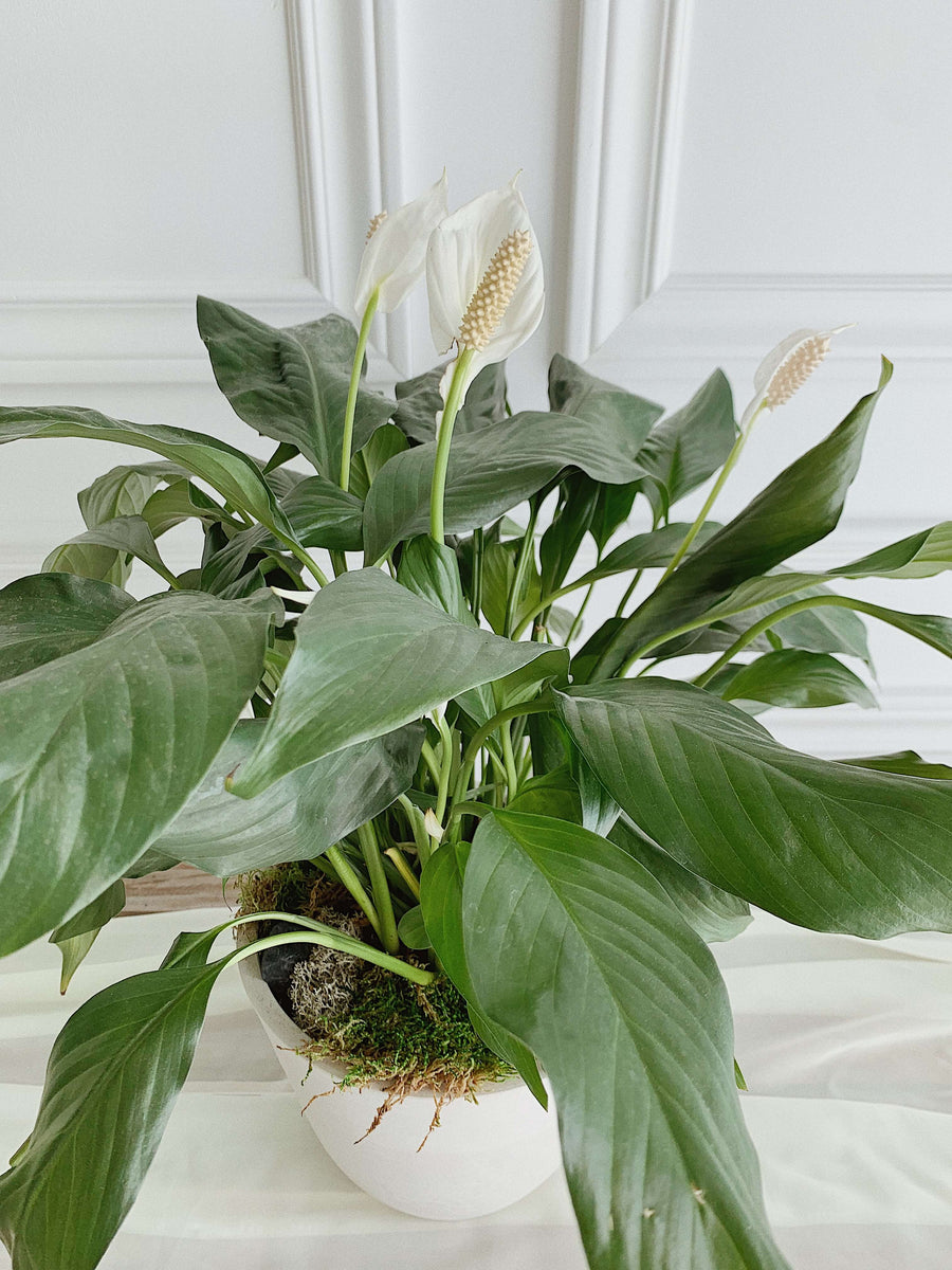 peace lily en francais Peace lily (plant pot included) – Il était une fleur