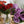 Charger l'image dans la galerie, Promo de roses (vase non inclus)
