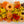Load image into Gallery viewer, Fleurs locales comestibles (commande 48h à l'avance)
