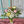 Charger l&#39;image dans la galerie, Bouquet spécial spsa ! (vase non inclus)
