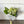 Charger l'image dans la galerie, Promo de muguet

