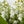 Charger l'image dans la galerie, Promo de muguet
