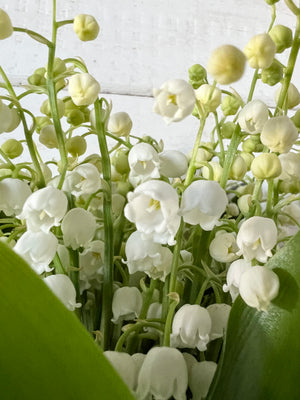 Promo de muguet