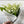 Charger l'image dans la galerie, Promo de muguet
