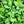 Charger l'image dans la galerie, Promo de muguet
