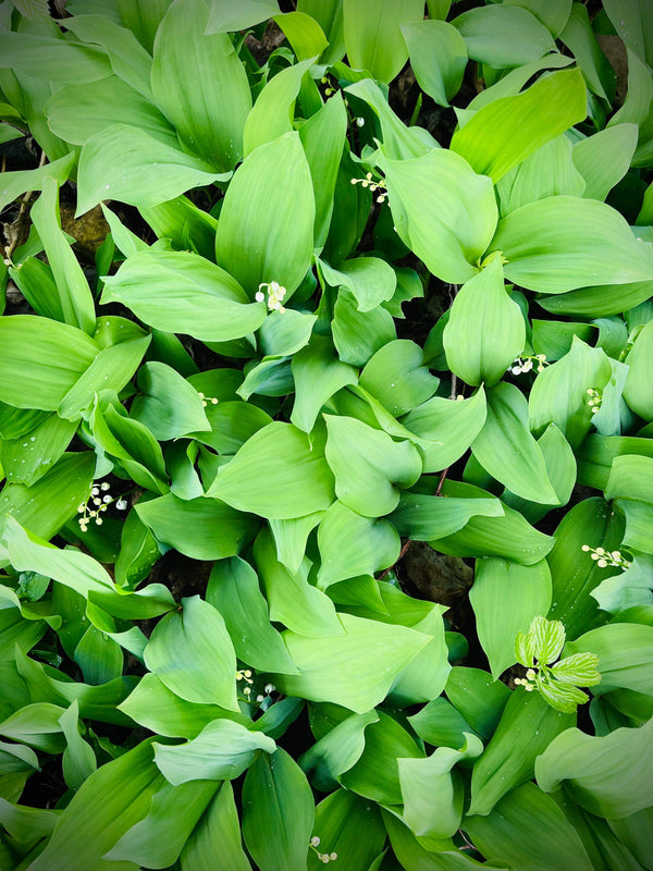 Promo de muguet