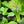 Charger l'image dans la galerie, Promo de muguet
