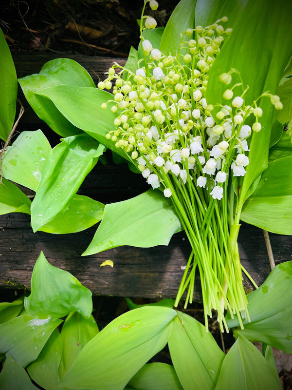 Promo de muguet