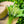 Charger l'image dans la galerie, Promo de muguet
