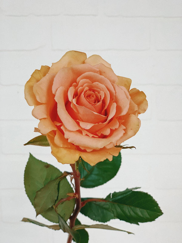 Bouquet de 3 roses