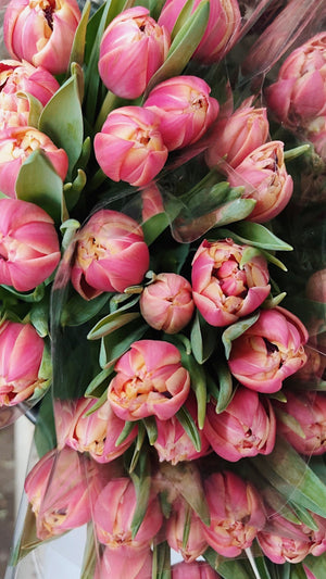 Promo de tulipes locales