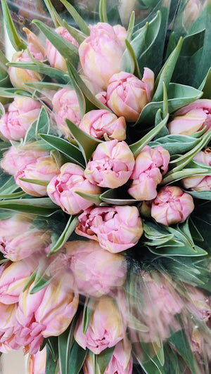 Promo de tulipes locales