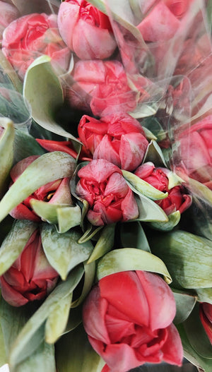 Promo de tulipes locales