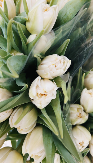 Promo de tulipes locales