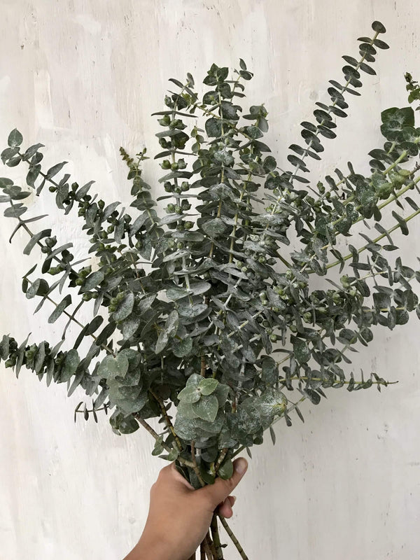 Bouquet of eucalyptus (also for the shower)