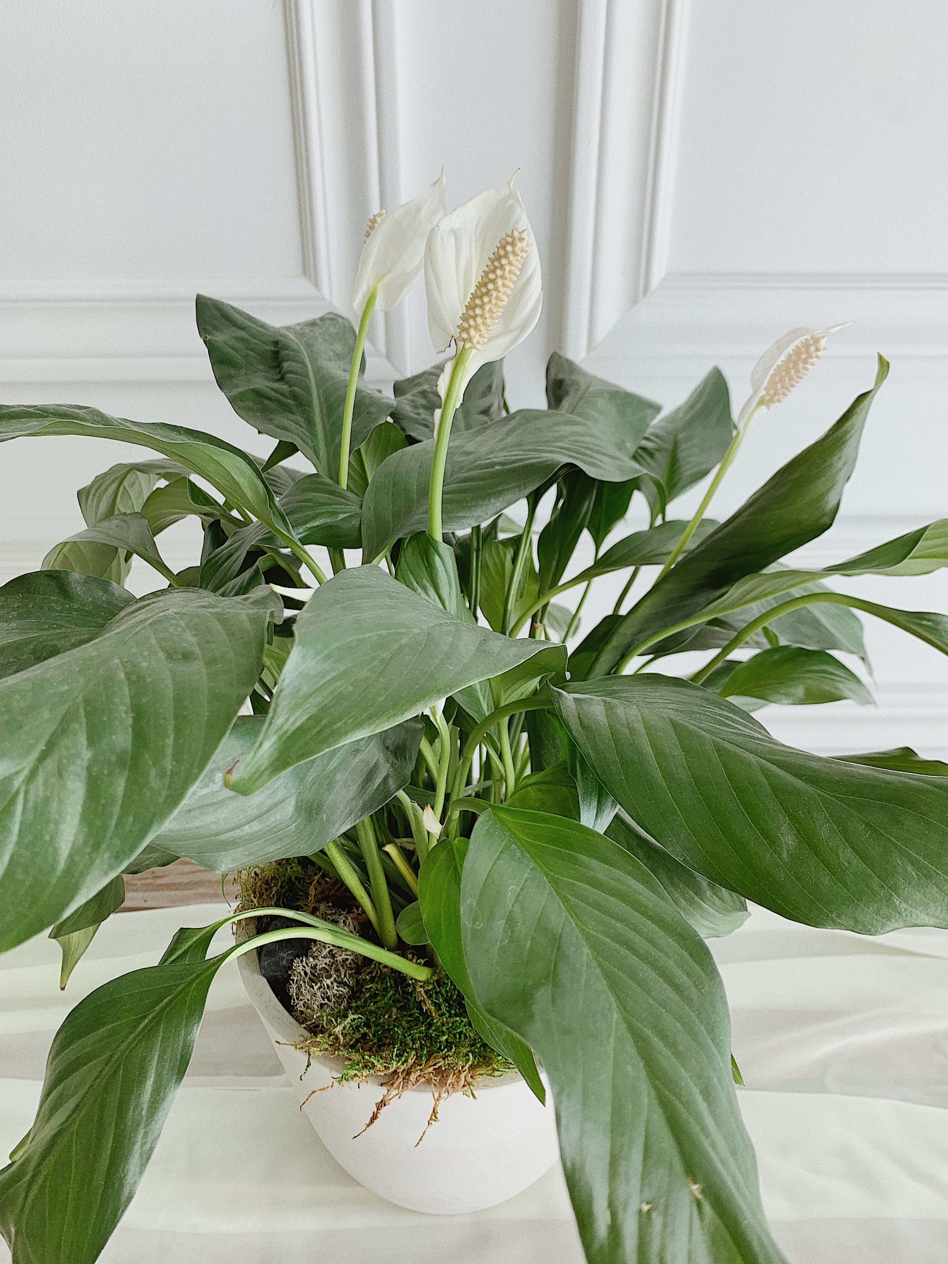 peace lily in french Peace lily (plant pot included) – Il était une fleur