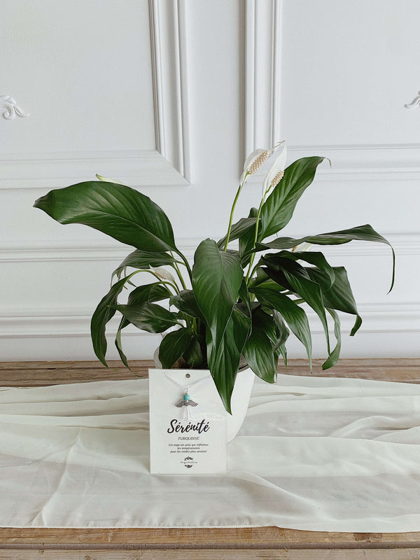 Peace lily (plant pot included)