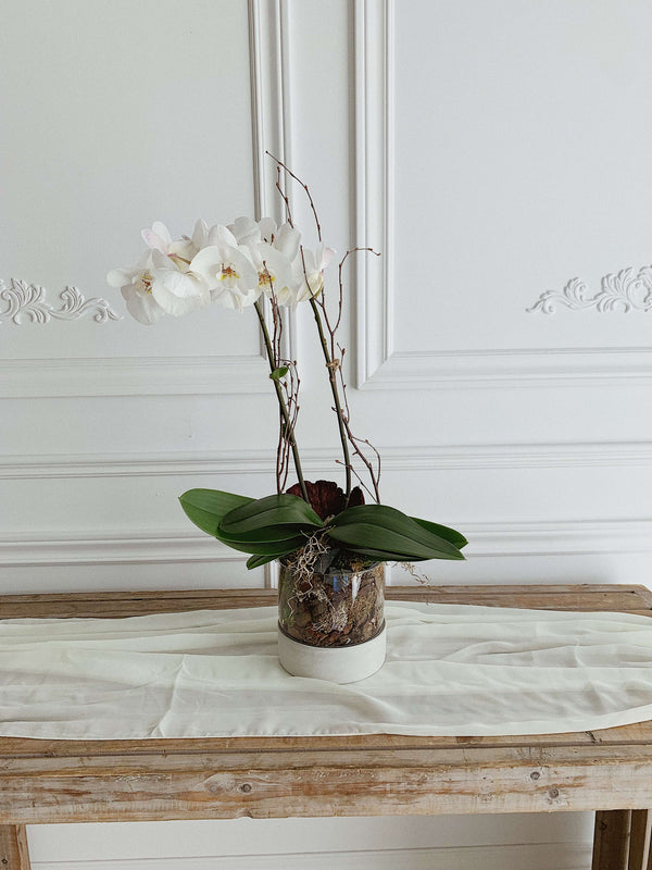 Orchidée (cache-pot ou vase inclus)
