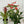 Charger l&#39;image dans la galerie, Plantes fleuries «au choix du fleuriste» (cache-pot inclus)

