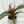 Load image into Gallery viewer, Guzmania (plant pot included) 
