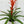 Load image into Gallery viewer, Guzmania (plant pot included) 
