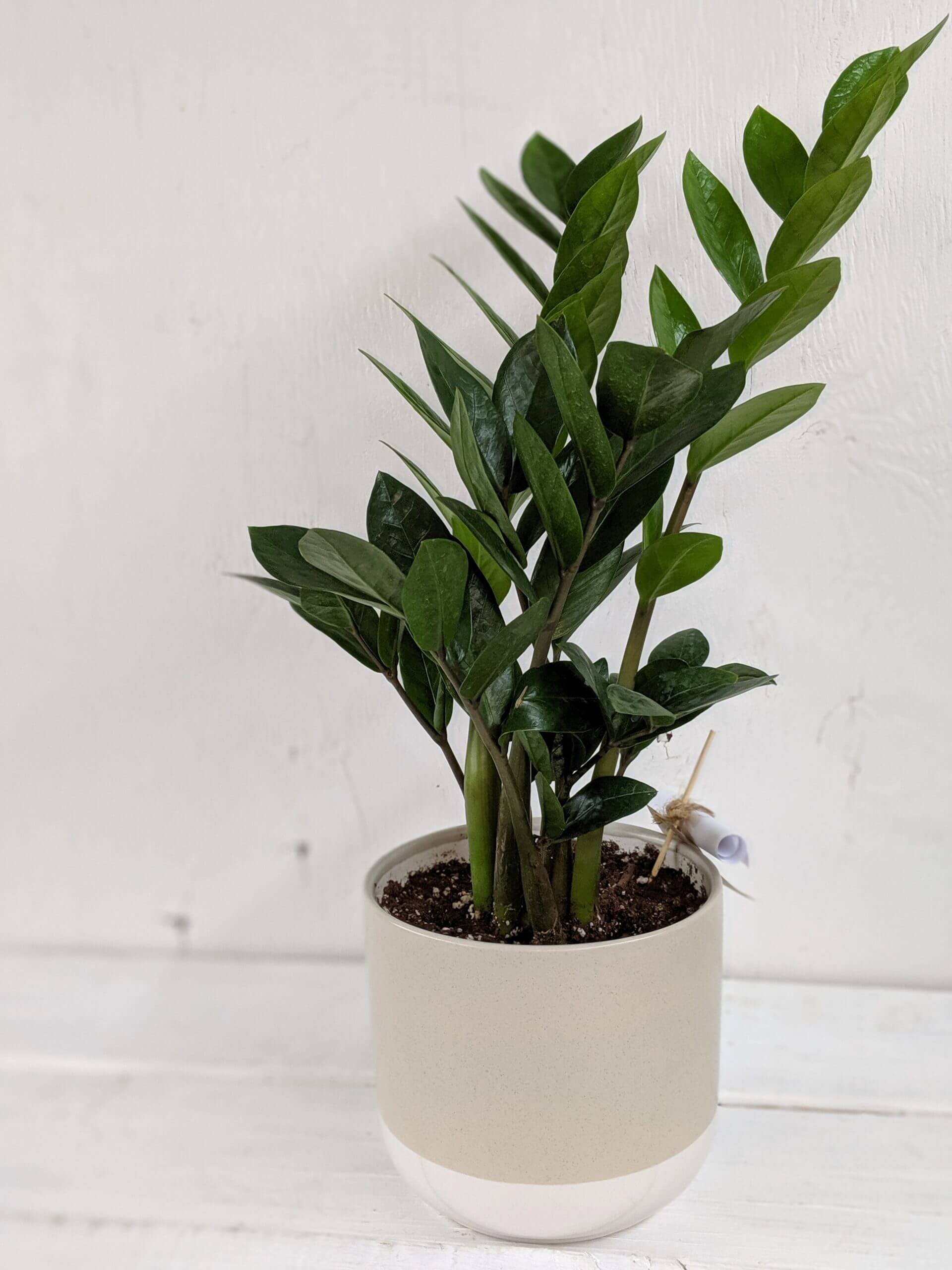 entretien plante zz Zamioculcas (zz plant)