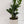 Load image into Gallery viewer, Zamioculcas (zz plant) - pot holder included
