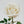 Charger l&#39;image dans la galerie, Bouquet de 12 roses
