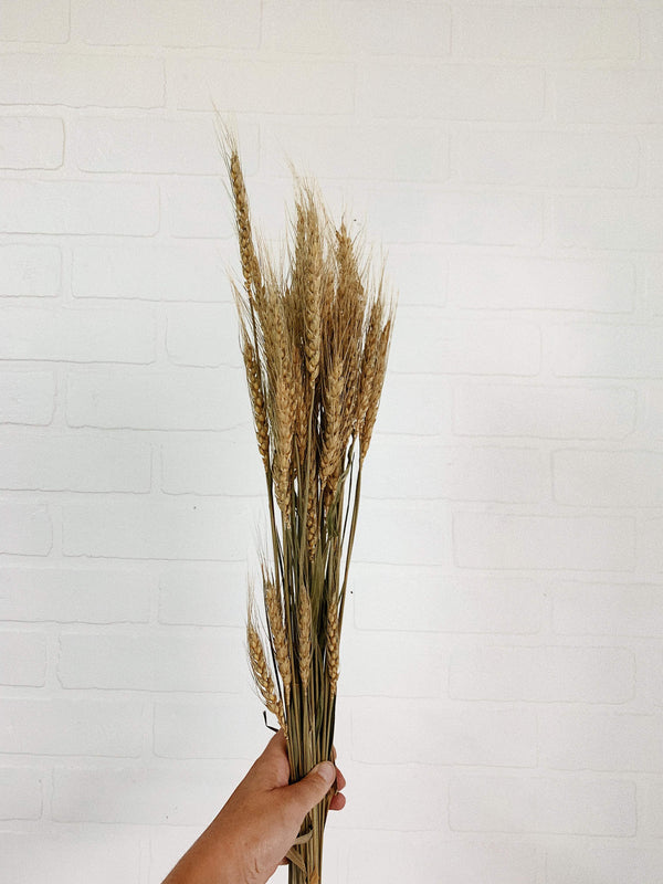Dried wheat